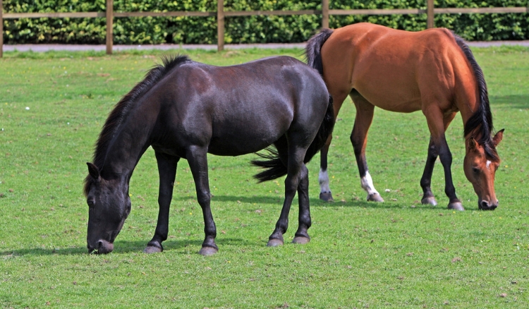 Por que não comemos carne de cavalo no Brasil