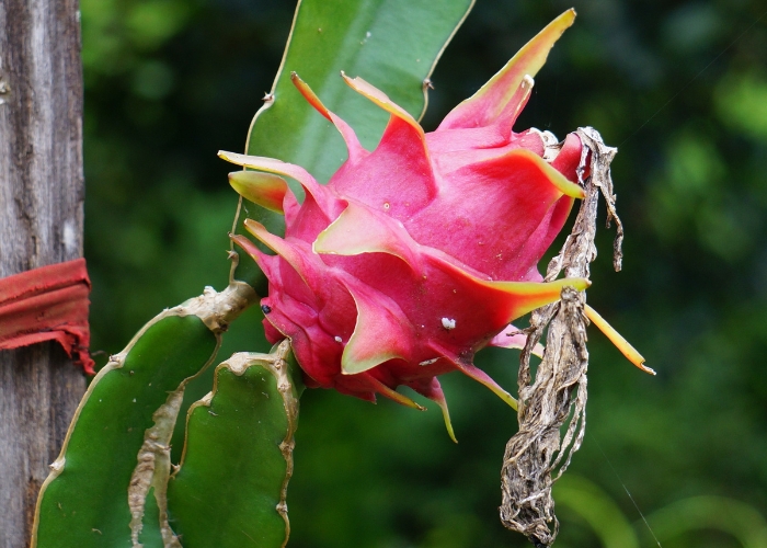 O que fazer com pitaya