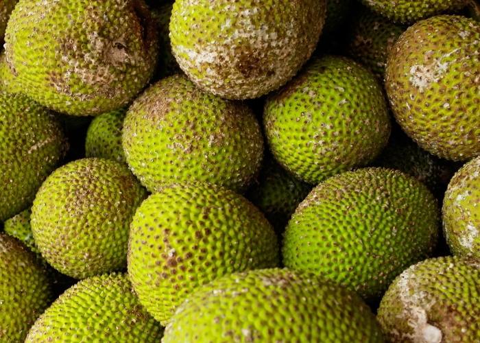 Pode cozinhar fruta pão madura