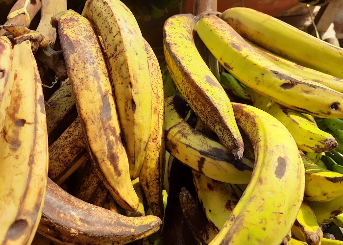 Pode congelar banana da terra